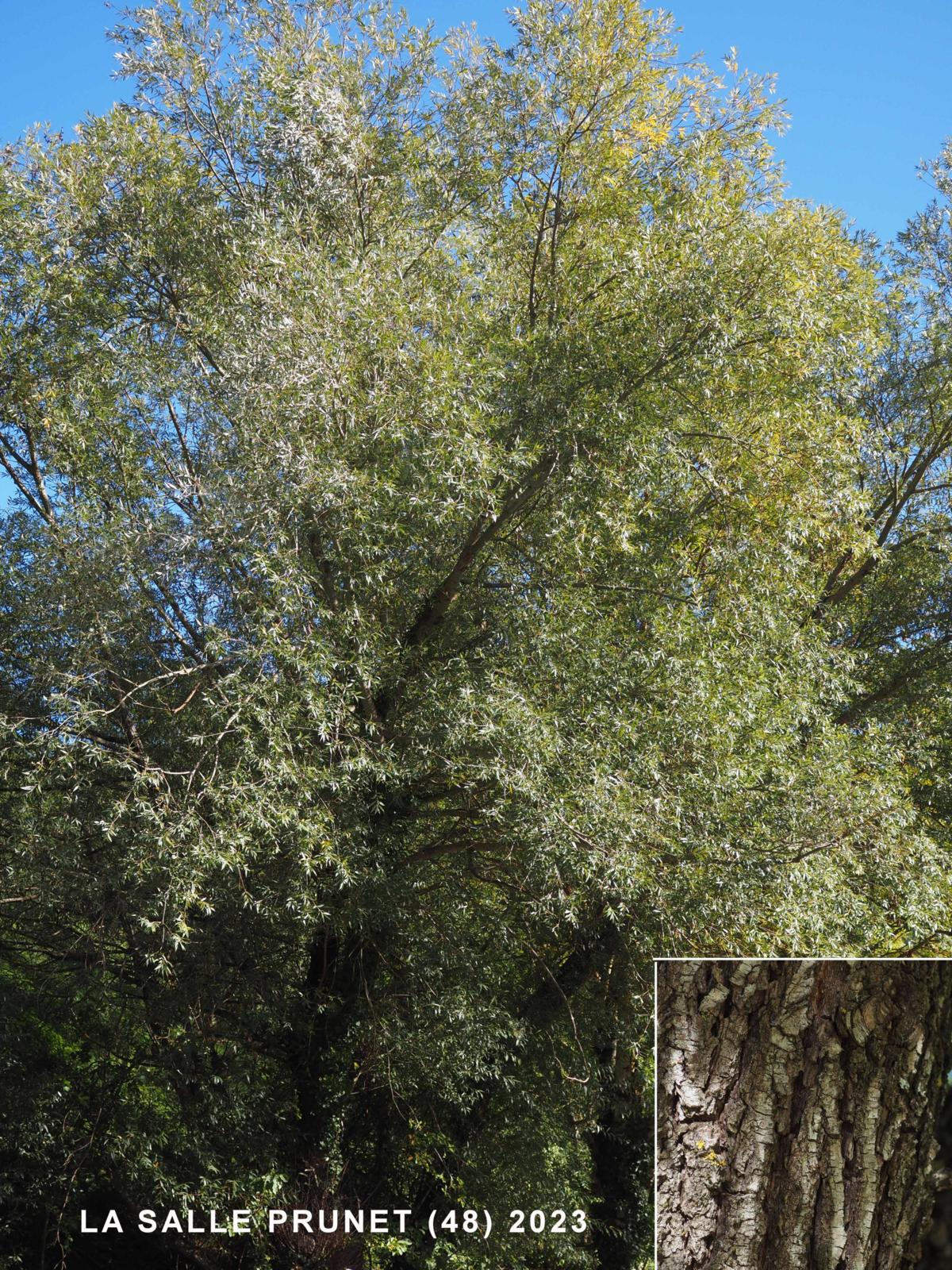 Willow, White plant
